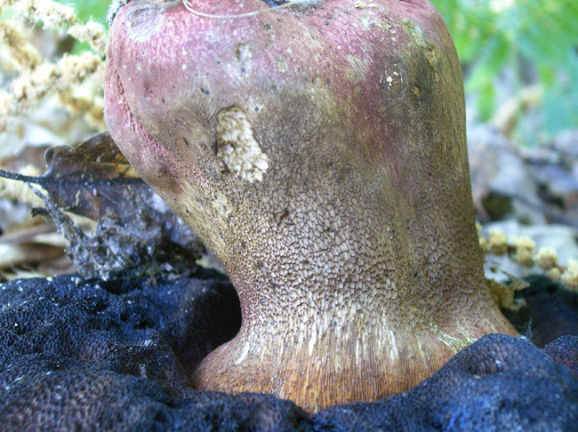 Ritrovamento interessante B. erythroteron